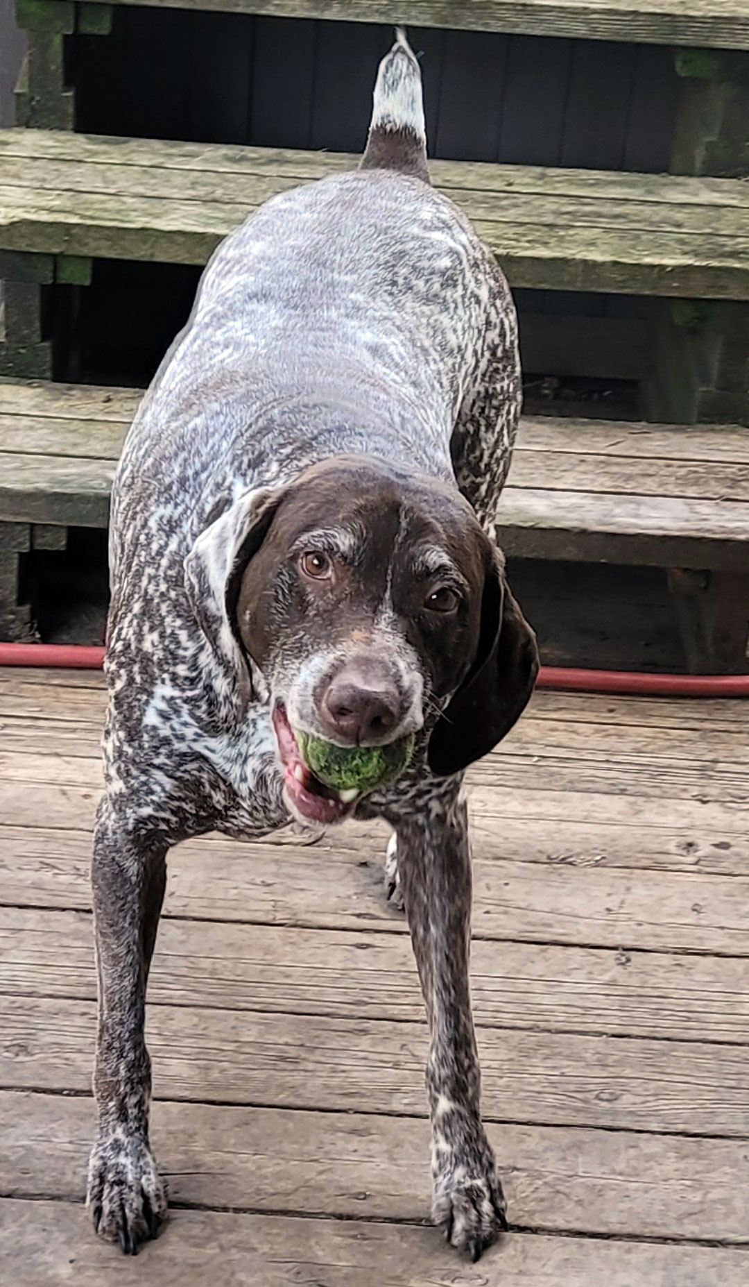 Apollo