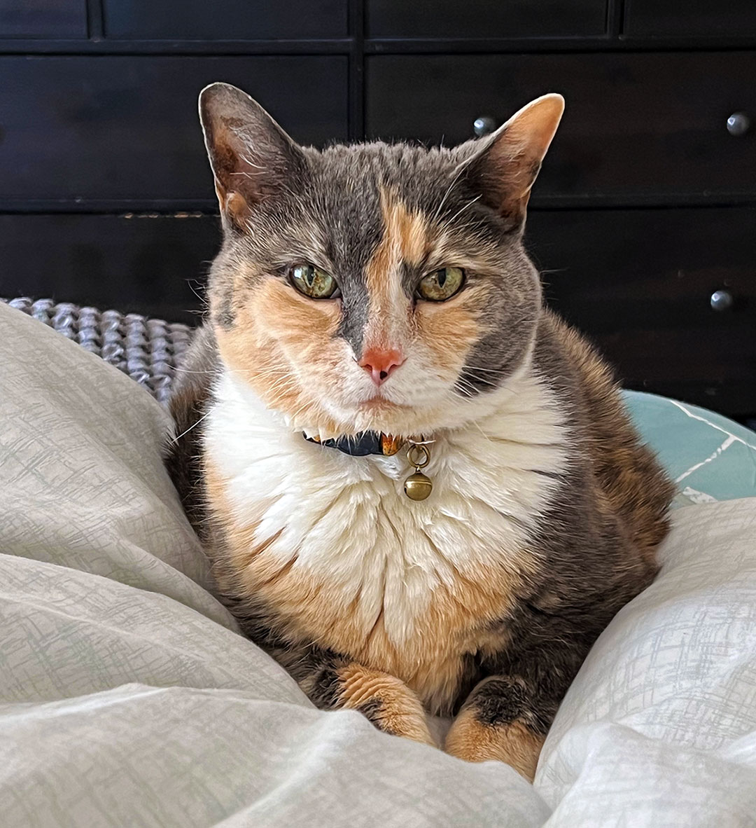 Didi