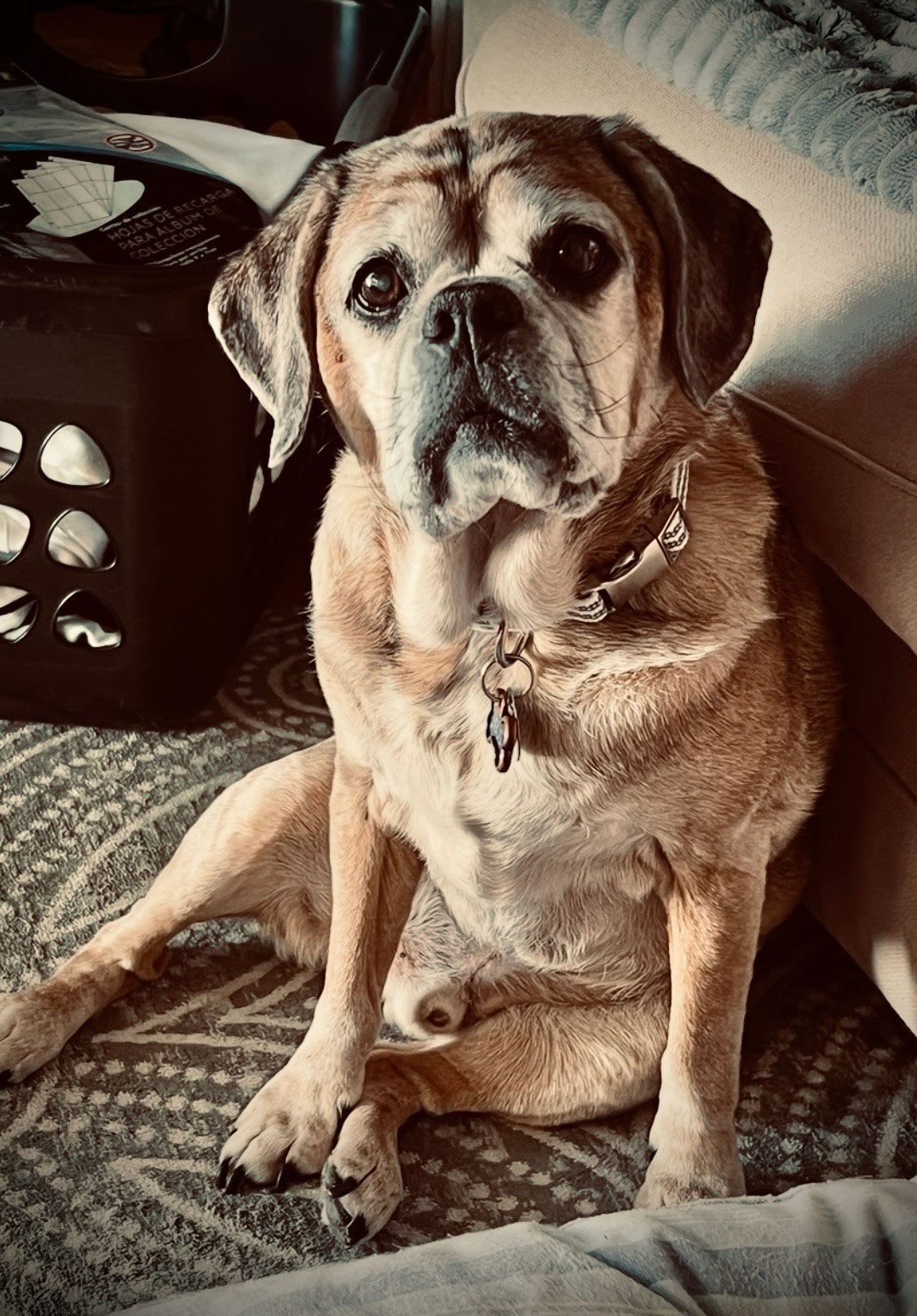 Gus