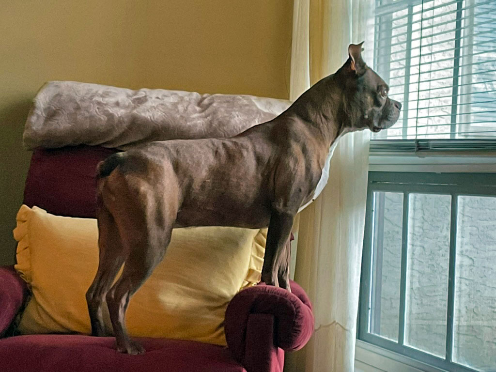 Ivan