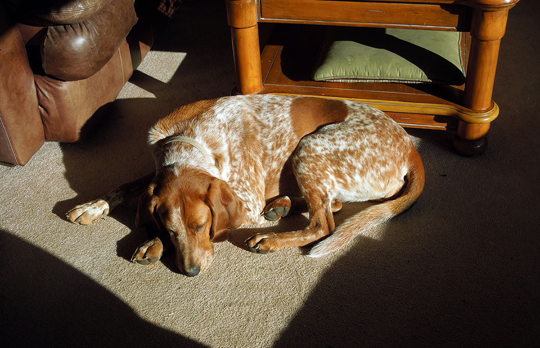 Lacey