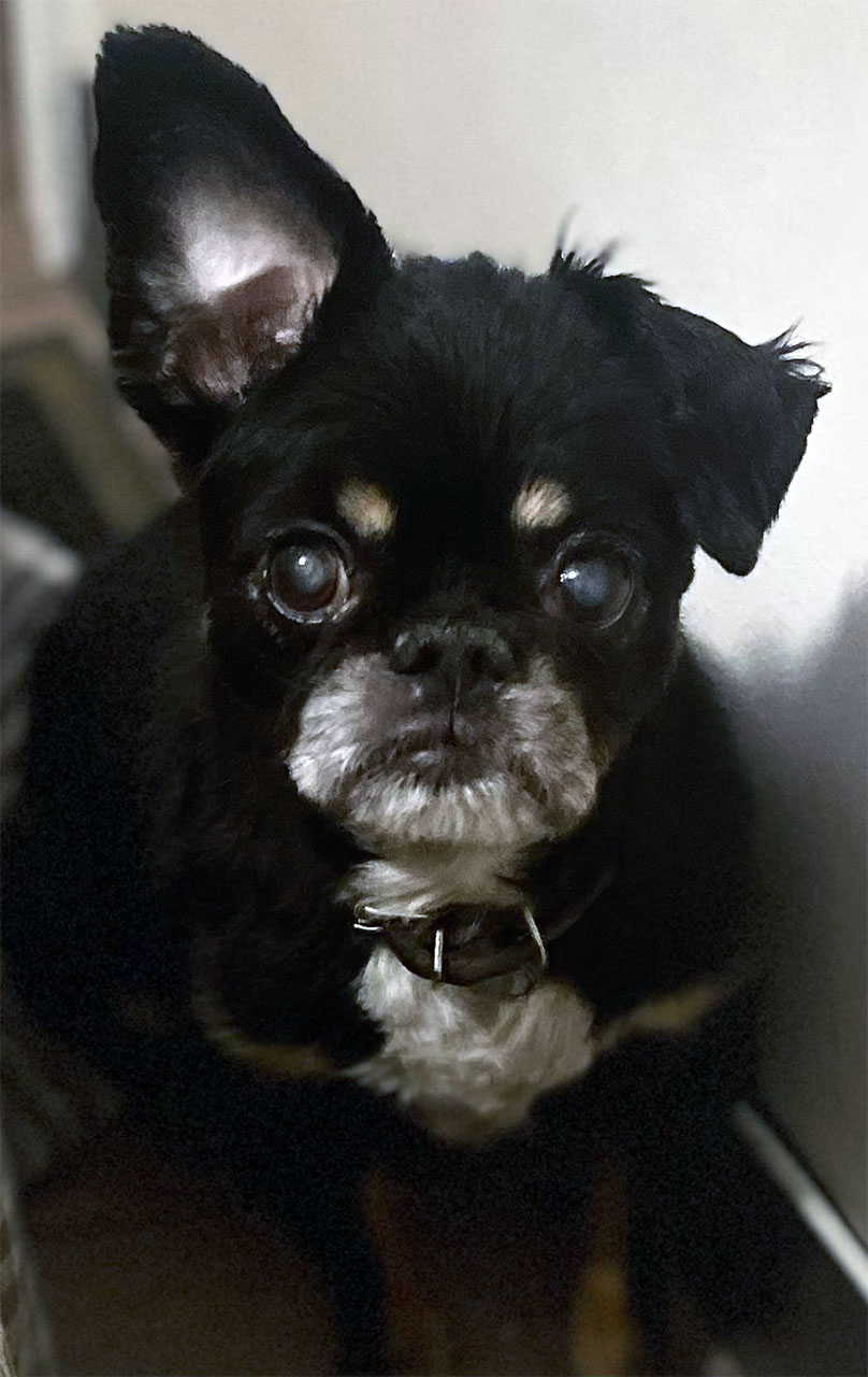 Monkey