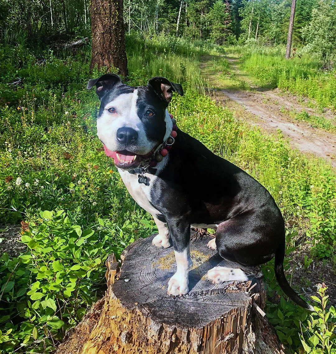 Nova