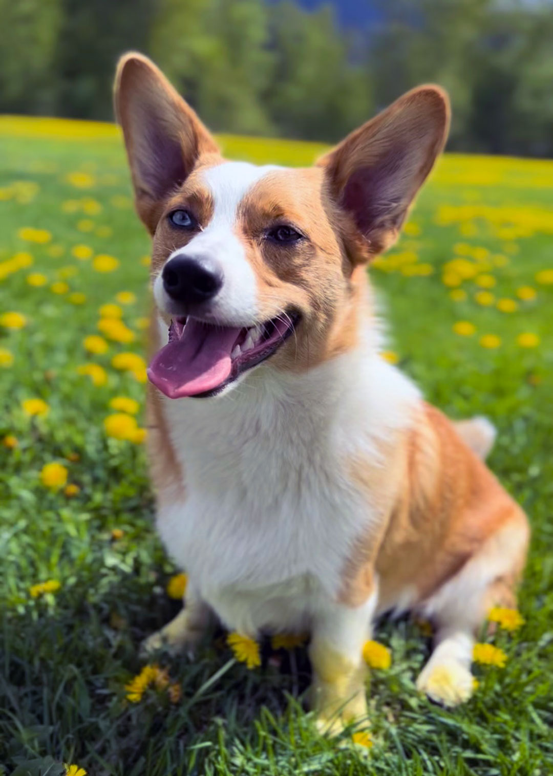 Otis