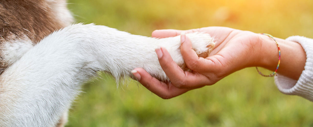 Pet Loss Grief Support