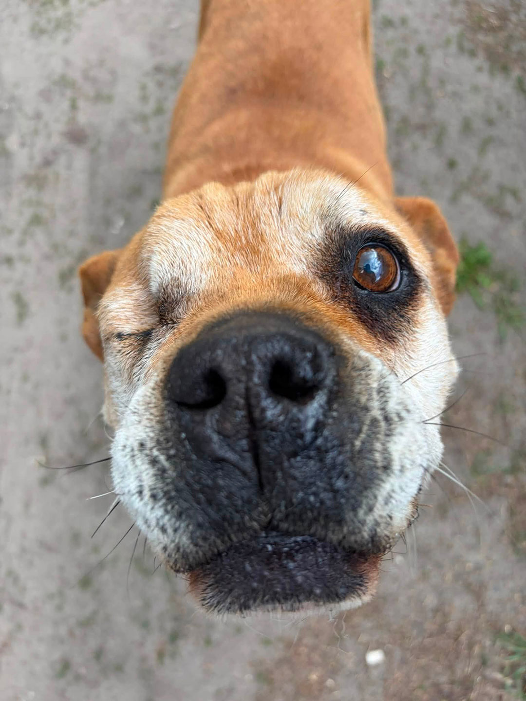 Puppy